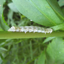 Unknown Caterpillar