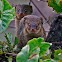 Small Asian Mongoose