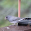 Dark-eyed Junco