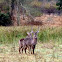 Waterbuck