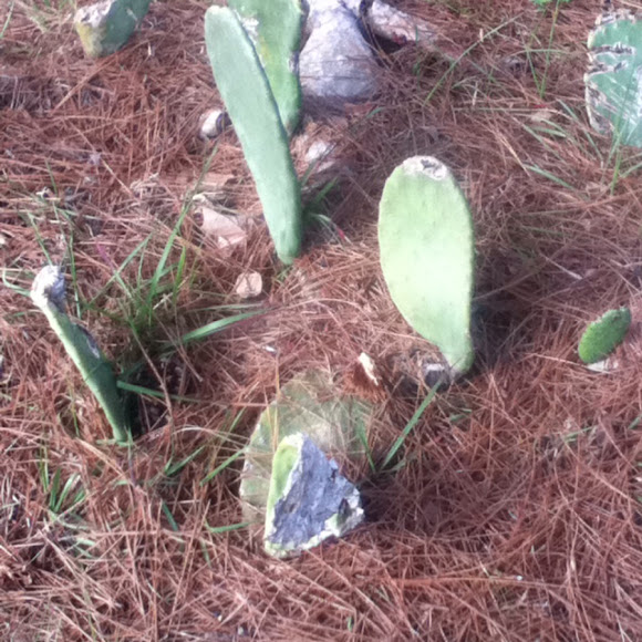 Spotting Image 1
