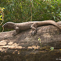 Common Indian Monitor Lizard