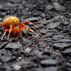Marbled Orb Weaver Spider
