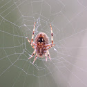 Spotted Orbweaver