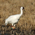 Whooping Crane