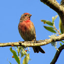 House Finch