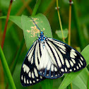 Drury's Jewel