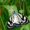Drury's Jewel