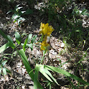 Wild Iris?