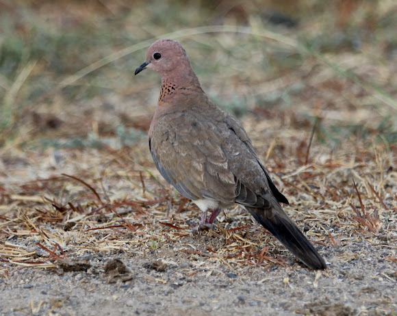 Spotting Image 1