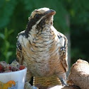 Koel