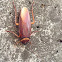 American Cockroach
