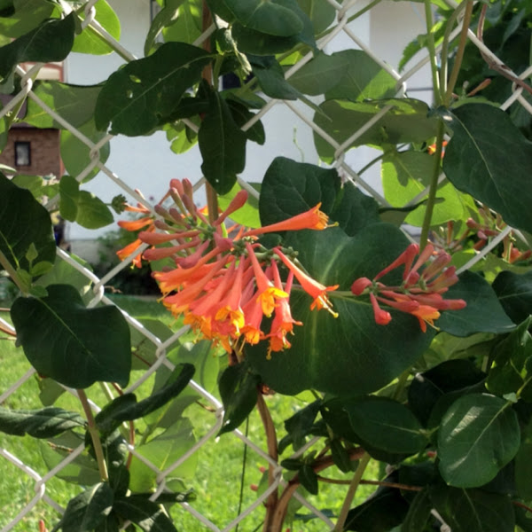 Trumpet Honeysuckle Project Noah