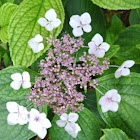 Lacecap Hydrangea