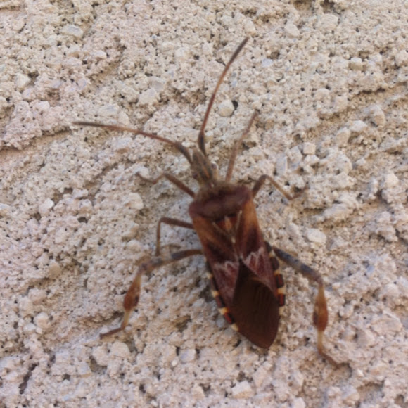 Spotting Image 1