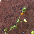 Ladybird beetle cacoon