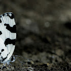Angled Pierrot