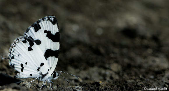 Spotting Image 1