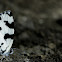 Angled Pierrot