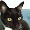 Domestic Short-Hair Cat