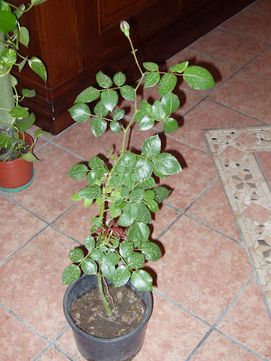PA240011.JPG
