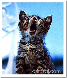 bored-cat