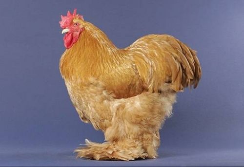 rooster and chicken