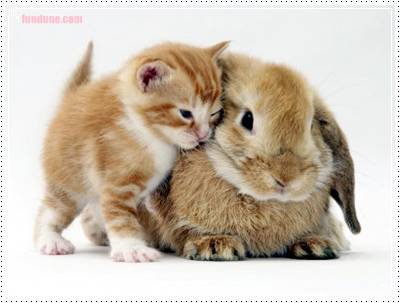 romance and love