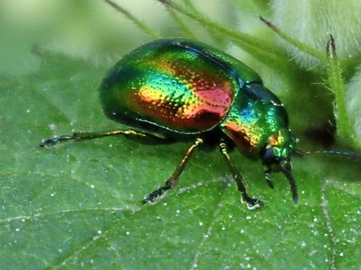 Dogbane leaf beetle