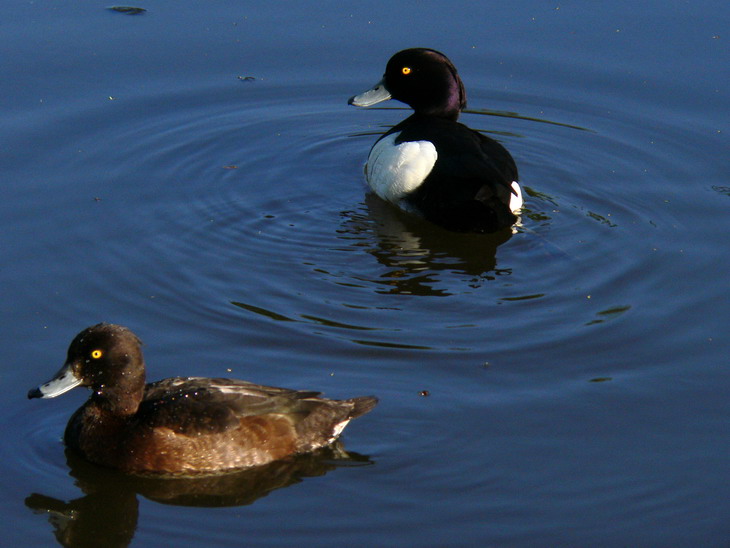 Goldeneye pair