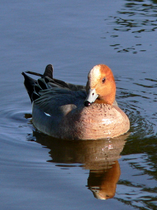 Wigeon drake