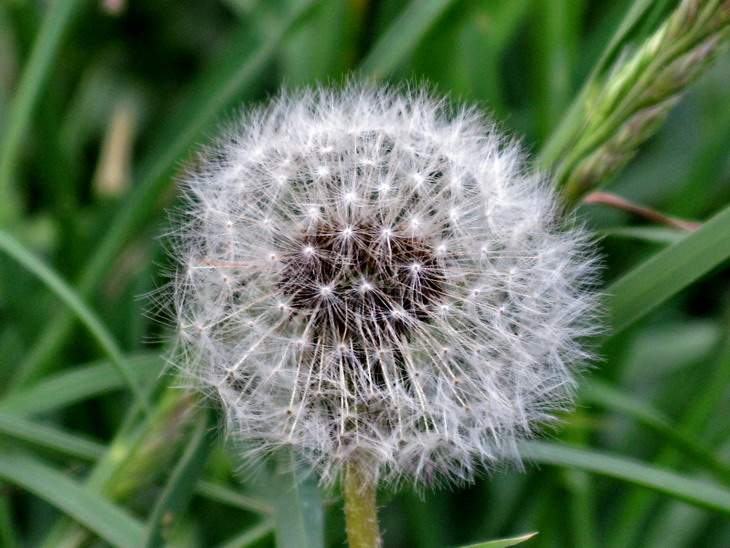 Dandelion clock
