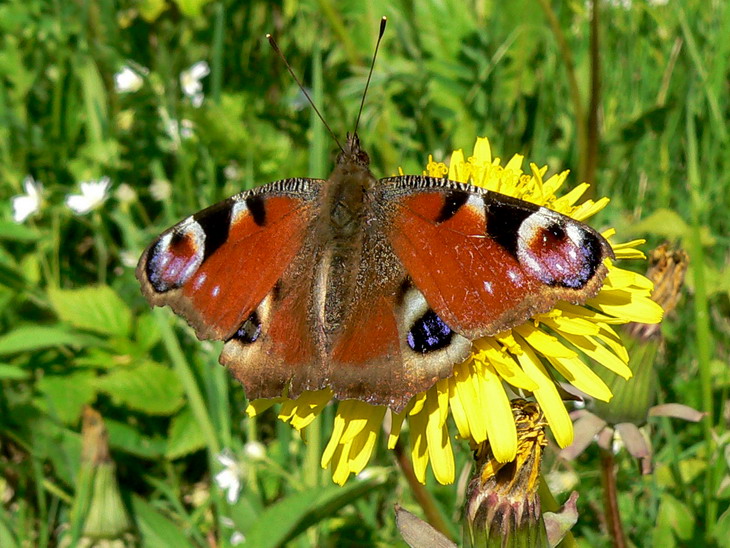European peacock caterpillar