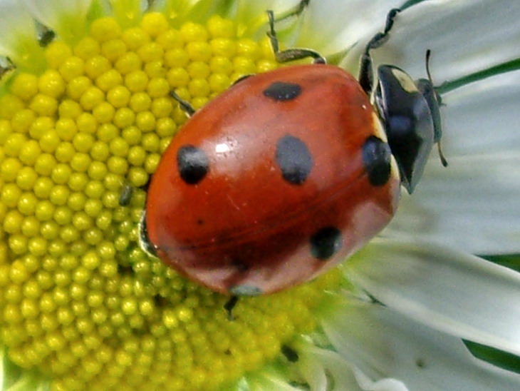 Ladybug on scentless mayweed