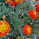 Marigold