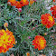 Marigold