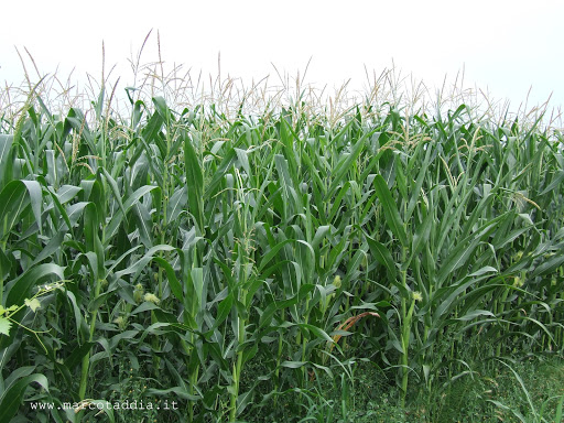 Corte Centese il 29/06/2008 Corte Centese il 29/06/2008