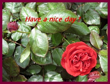 [Rose - Have a nice day 27.5.08[11].jpg]