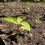 Why are these Banana Peppers growing so slowly?