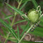 Monarch butterfly