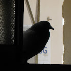 pigeon by Saad Khan