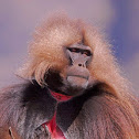 Male Gelada Baboon
