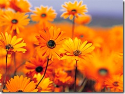 Orange flowers