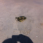 Atlantic Blue Crab