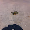 Atlantic Blue Crab