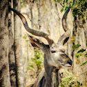 Greater Kudu