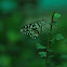 Lime Swallowtail