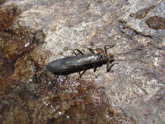 Spotting Image 1