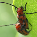 Red Milkweed Beetle