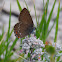 bruine eikenpage (Satyrium ilicis)